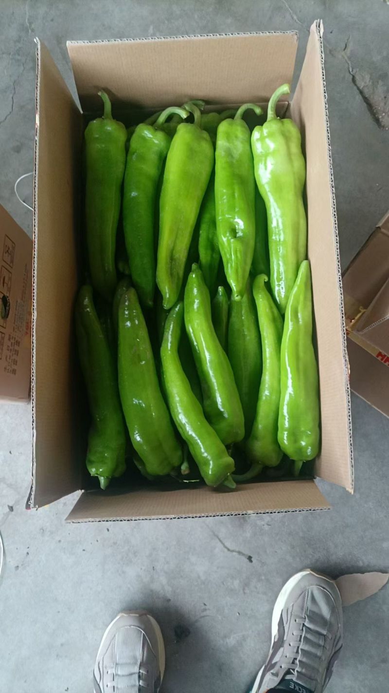 山西精品牛椒尖椒大量上市，产地一手货源可支持代发欢迎收购