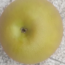 大量出售圆黄梨，黄花梨，皇冠梨，量大从优