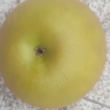 大量出售圆黄梨，黄花梨，皇冠梨，量大从优