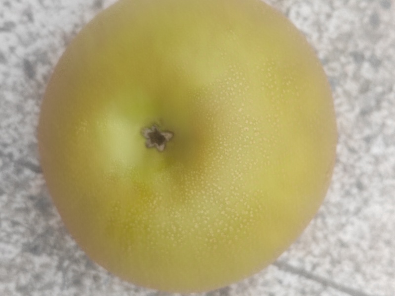 大量出售圆黄梨，黄花梨，皇冠梨，量大从优
