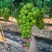 阳光玫瑰