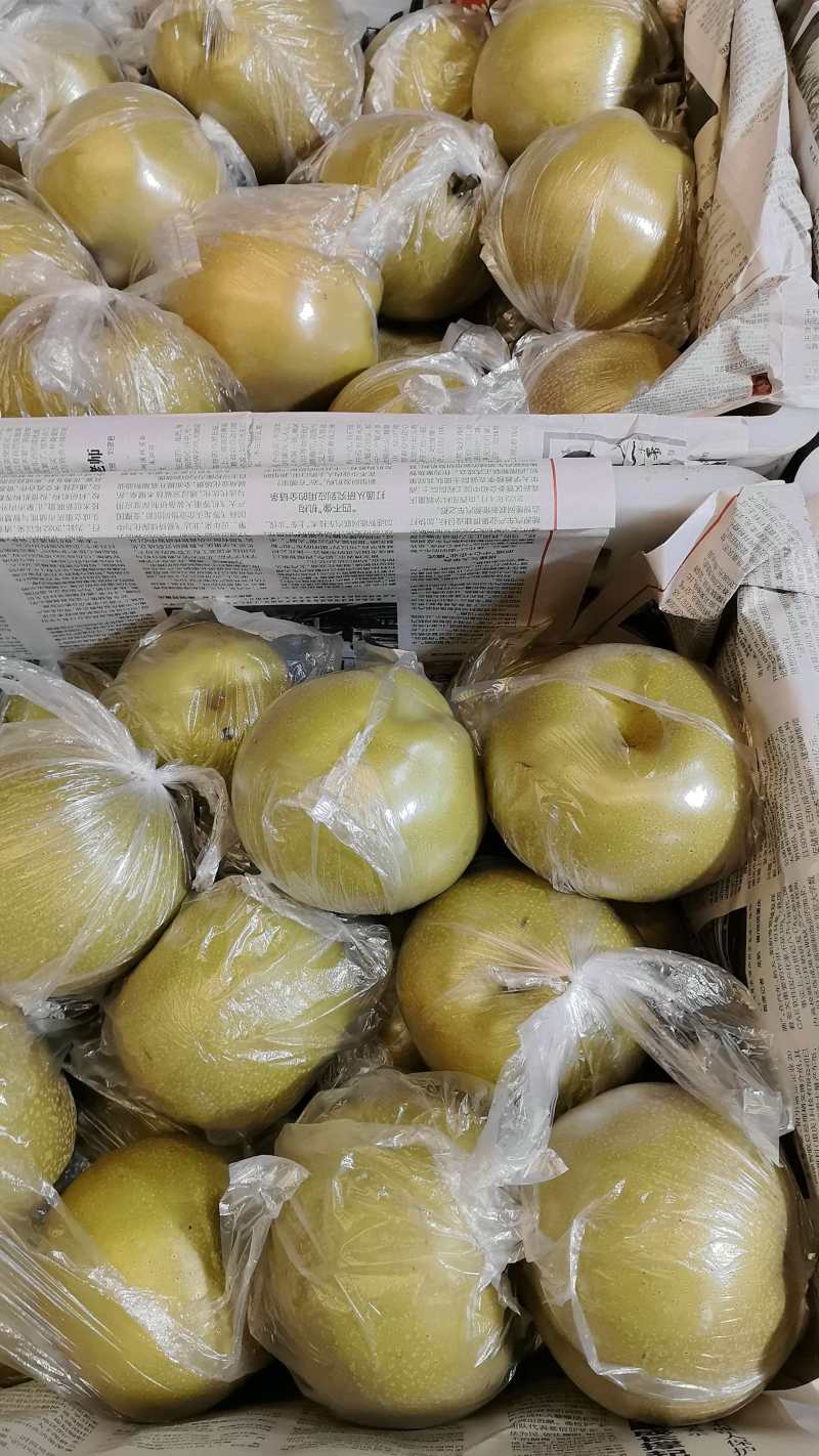 大量出售圆黄梨，黄花梨，皇冠梨，量大从优
