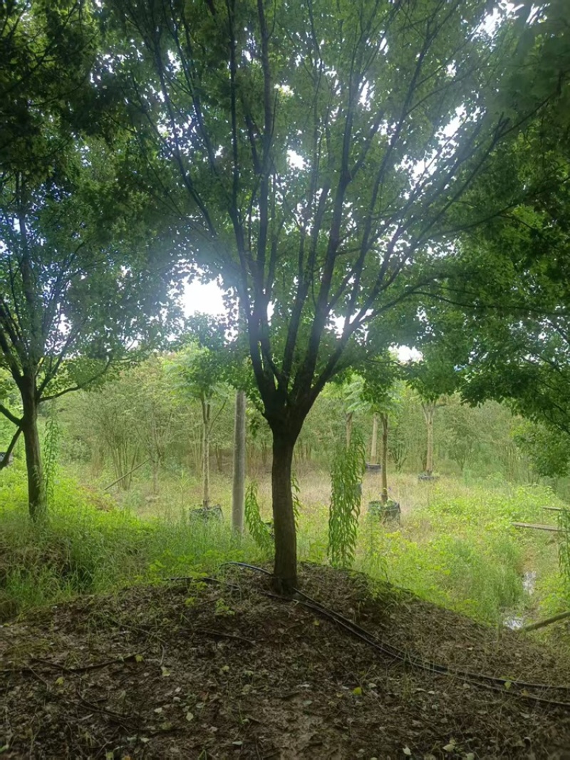 移栽三角枫18-22cm，移栽苗，成活率高，树形优美