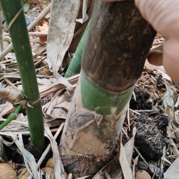 麻竹笋苗广西柳州买竹笛包教技术