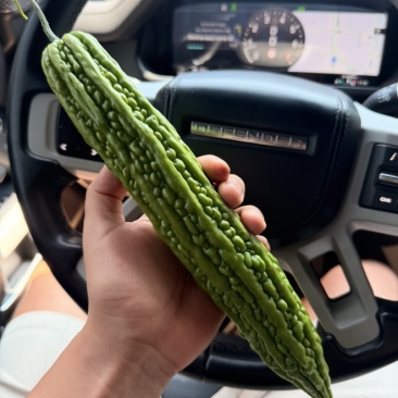 鑫源苦瓜苗