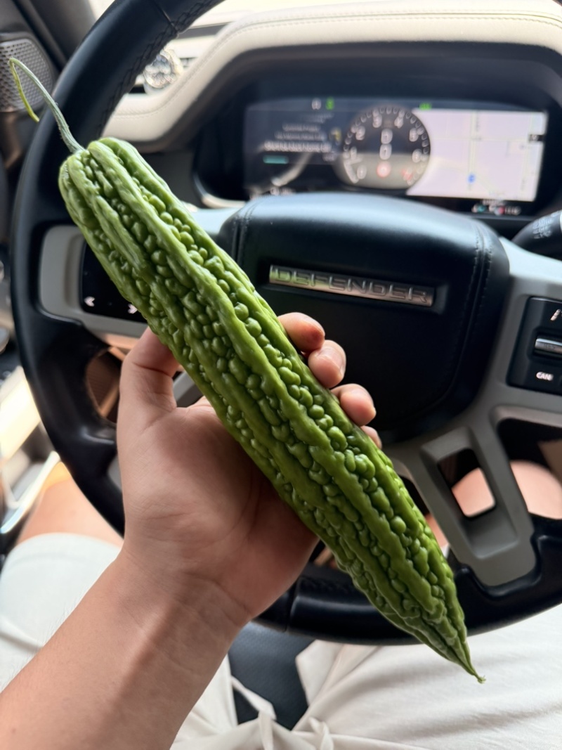 鑫源苦瓜苗