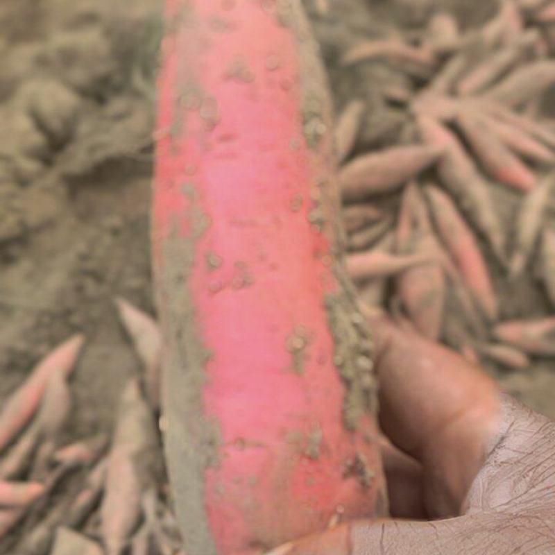 大家好，这是烟薯25，我们这里都是沙土地，红薯，原产地产