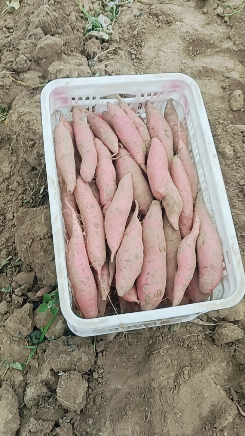 大家好，这是烟薯25，我们这里都是沙土地，红薯，原产地产