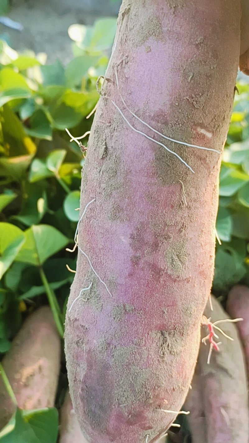 大家好，这是烟薯25，我们这里都是沙土地，红薯，原产地产