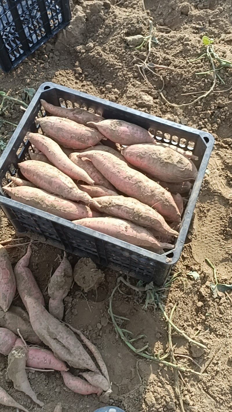 大家好，这是烟薯25，我们这里都是沙土地，红薯，原产地产