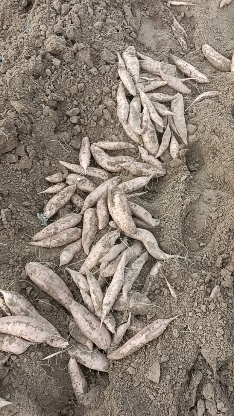 大家好，这是烟薯25，我们这里都是沙土地，红薯，原产地产