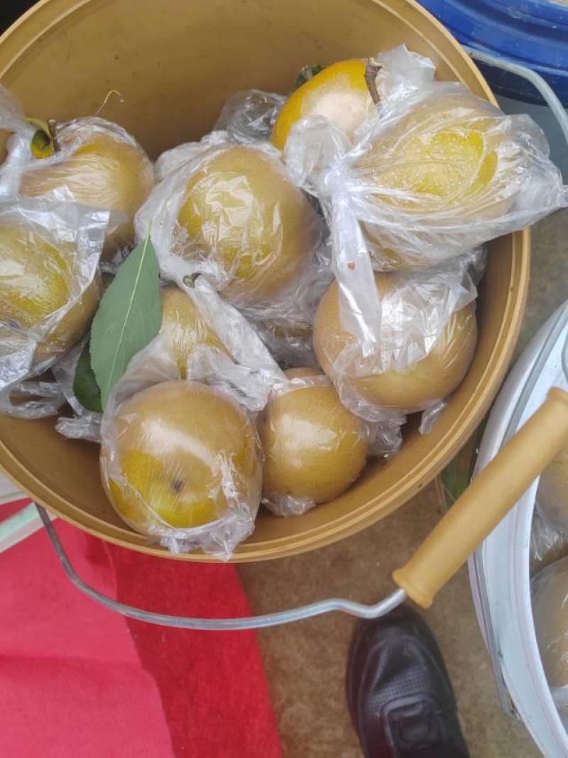 多品种，多规格批发，代收山鲜梨