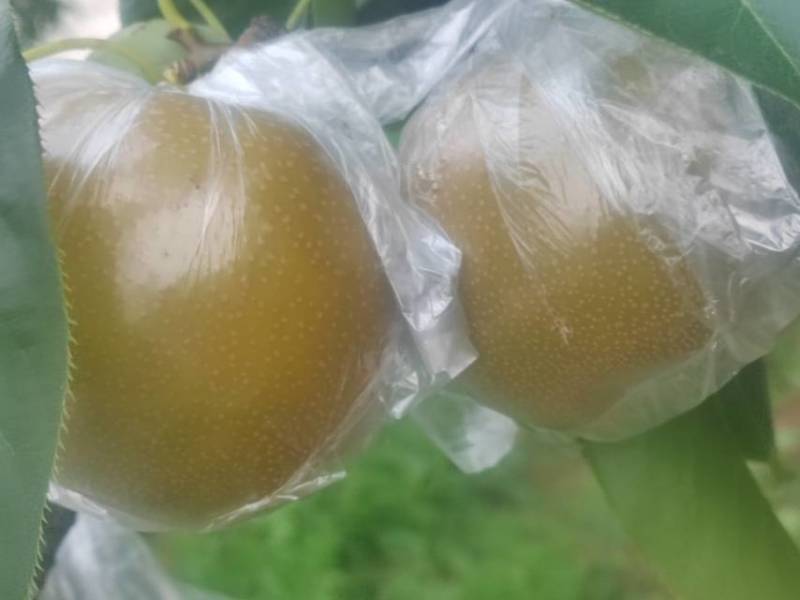 多品种，多规格批发，代收山鲜梨