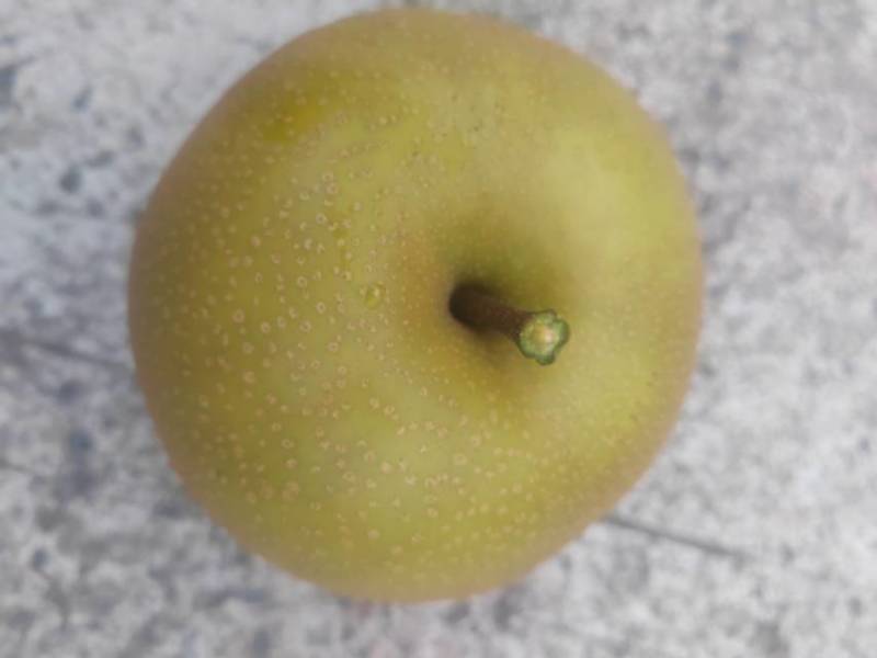 多品种，多规格批发，代收山鲜梨