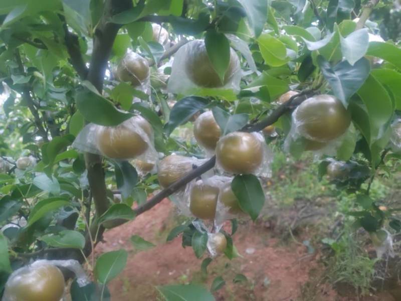 多品种，多规格批发，代收山鲜梨
