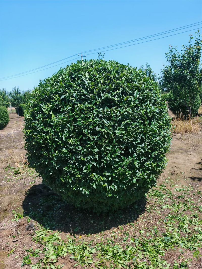 水蜡球河北保定种植基地直销