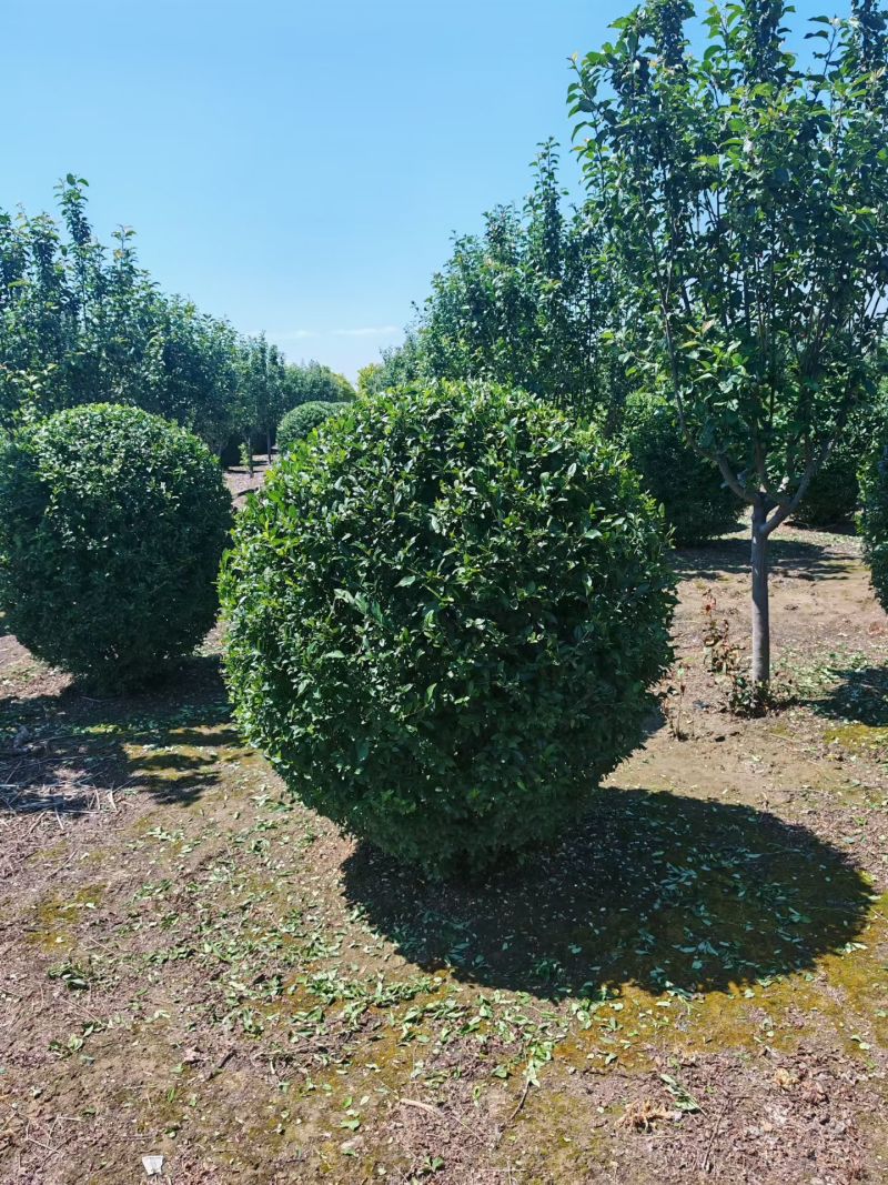 水蜡球河北保定种植基地直销