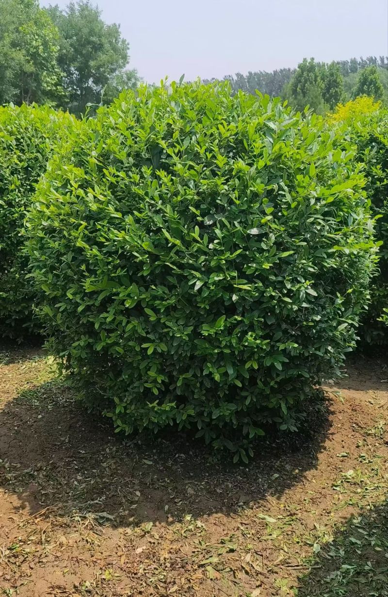 水蜡球河北保定种植基地直销