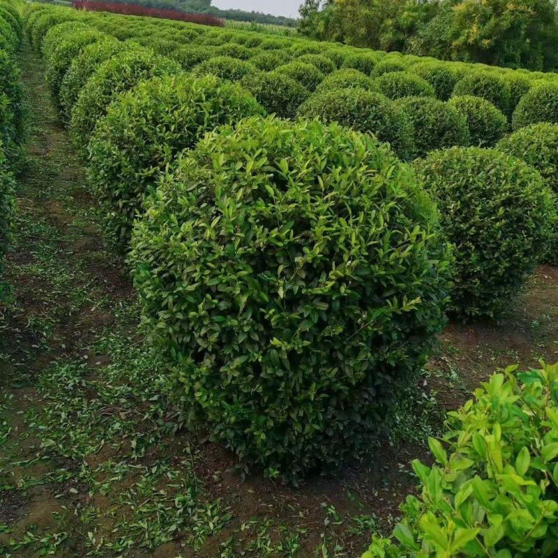 水蜡球河北保定种植基地直销