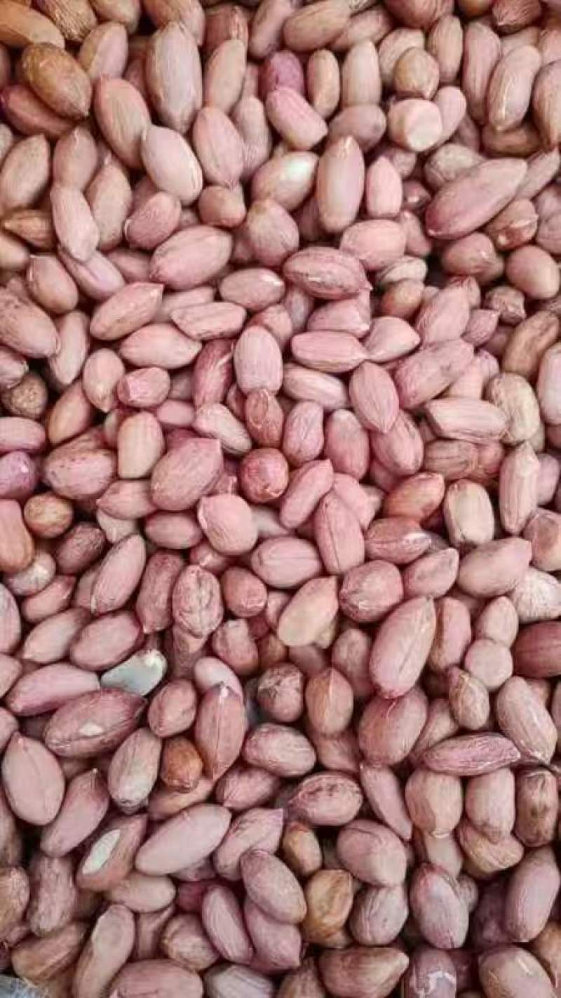 花生米油料米大花生米海花花生米榨油花生米
