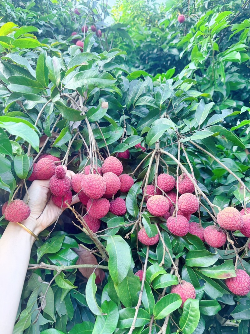 A4无核荔枝