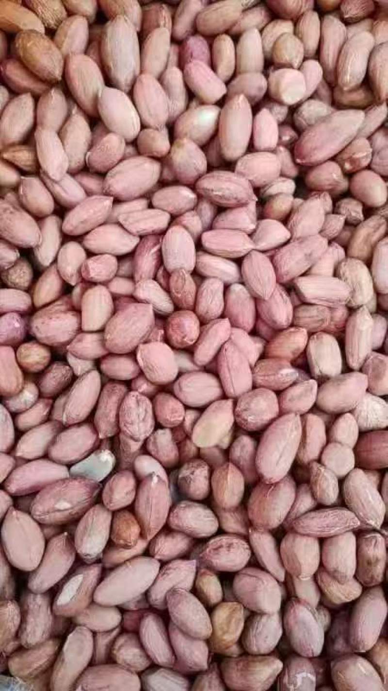 花生米油料米大花生米海花花生米榨油花生米