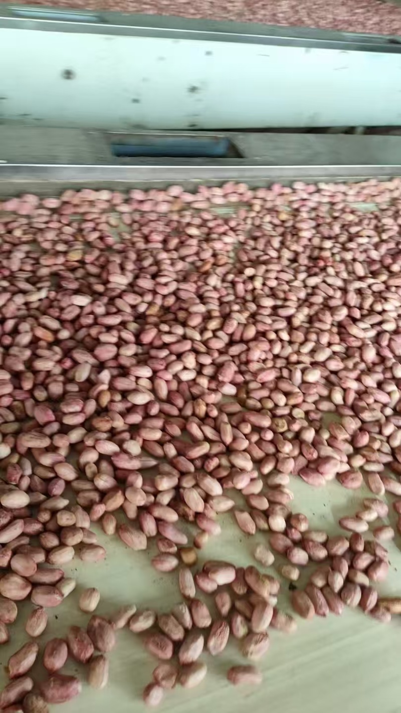 花生米油料米大花生米海花花生米榨油花生米