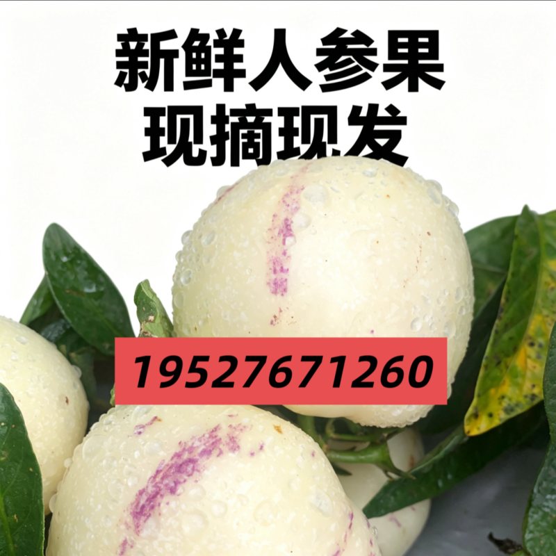 云南高山树熟人参果，支持一件代发