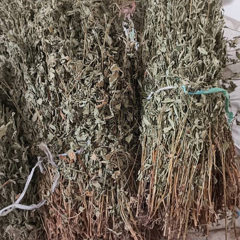 野生仙鹤草