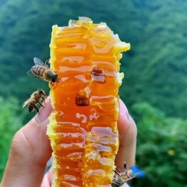 云南文山麻栗坡野生百花蜜