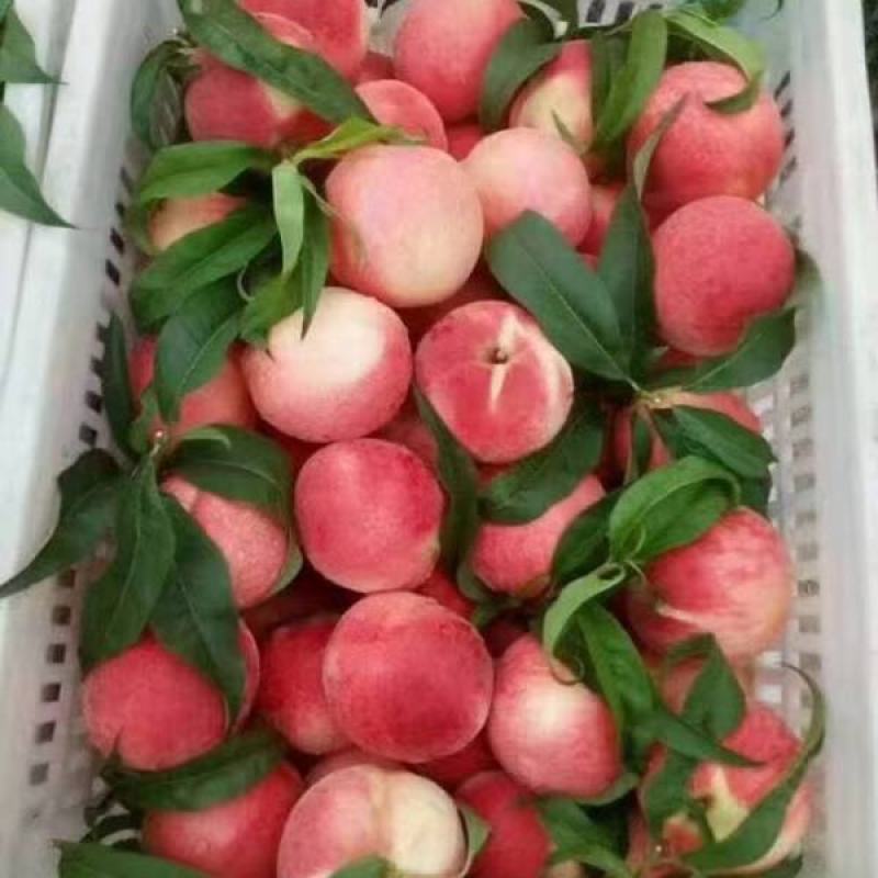 蒙阴蜜桃一件代发红桃132规格黄桃530黄金蟠桃