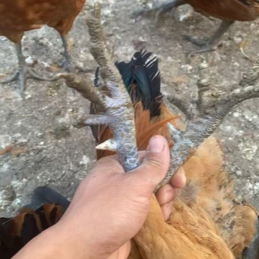 淮南王土鸡
