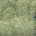 伸筋草