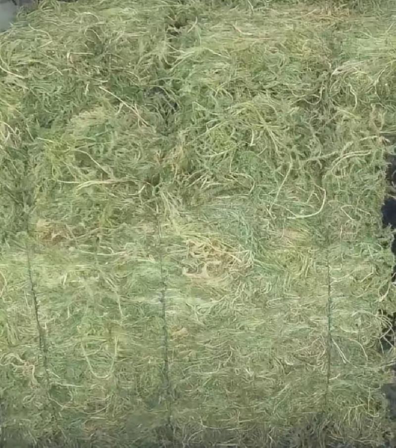 伸筋草