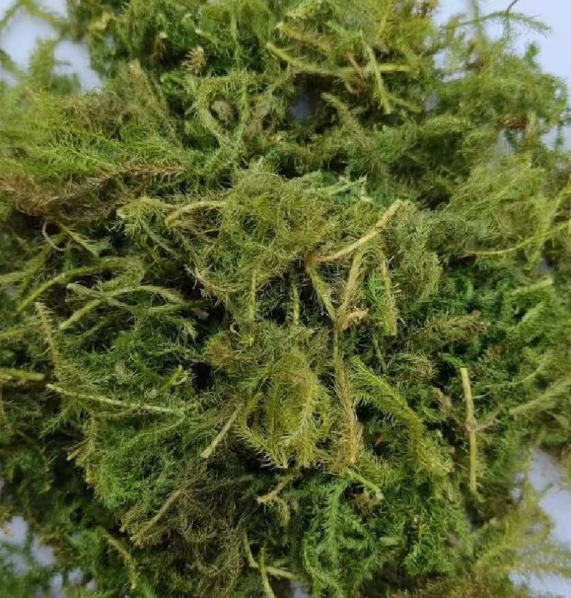 伸筋草