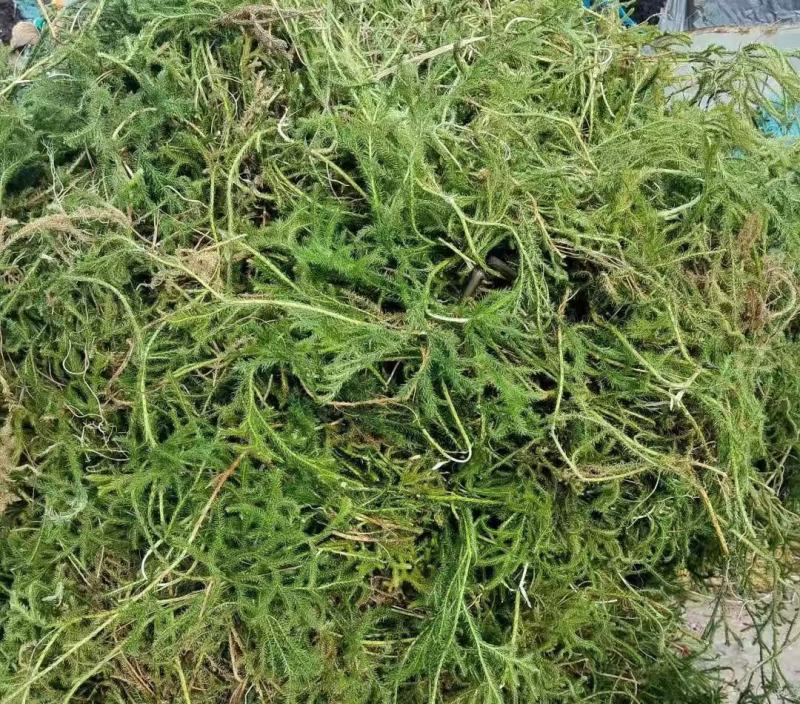 伸筋草