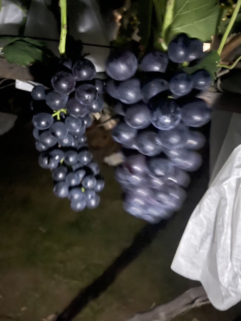 榨汁果汁厂专用果夏黑，果面干净，糖分含量高，颜色黑