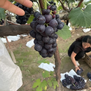 榨汁果汁厂专用果夏黑，果面干净，糖分含量高，颜色黑