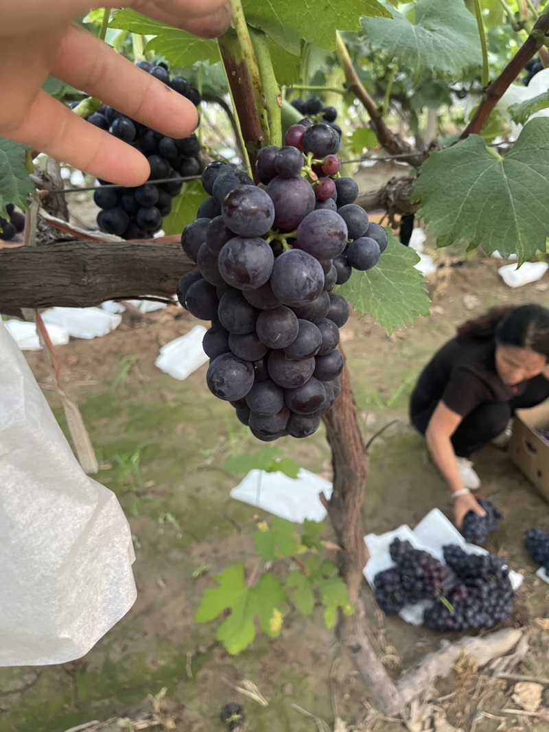 榨汁果汁厂专用果夏黑，果面干净，糖分含量高，颜色黑