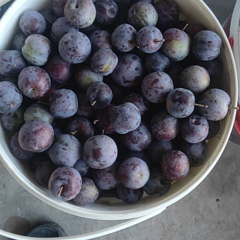 五月脆