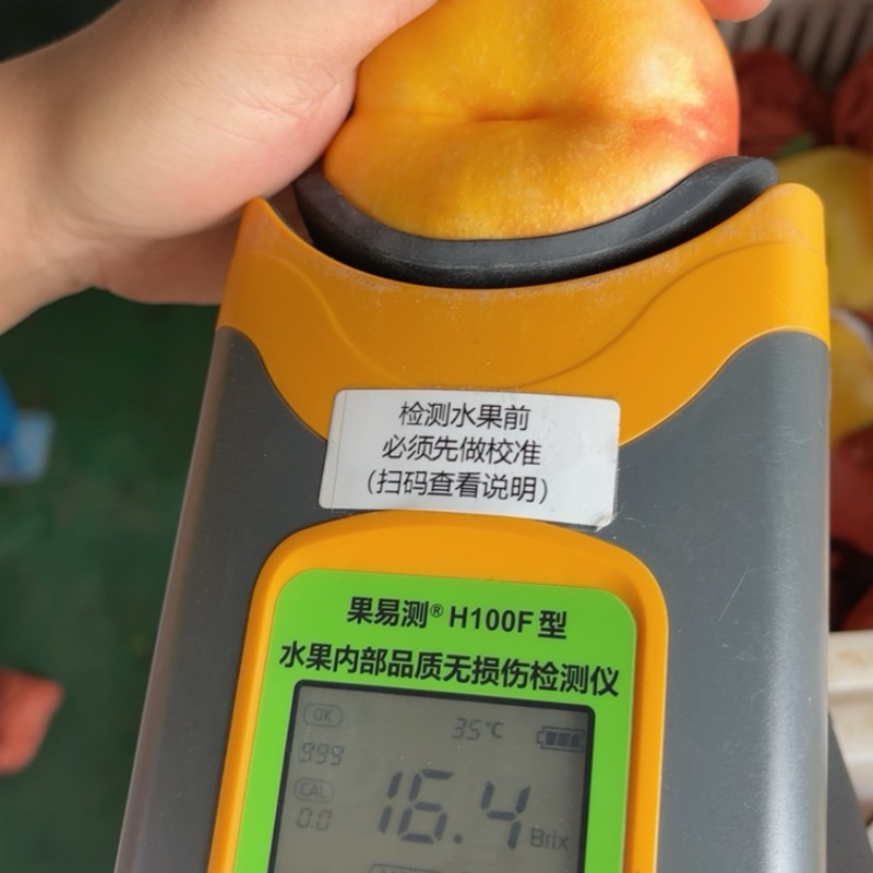 油7蒙阴油盘桃