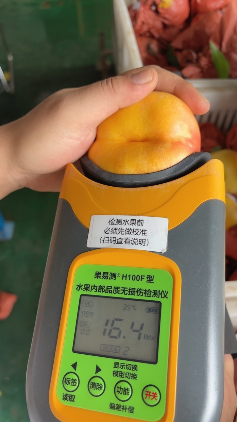 油7蒙阴油盘桃