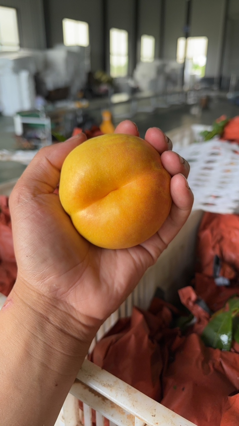 油7蒙阴油盘桃