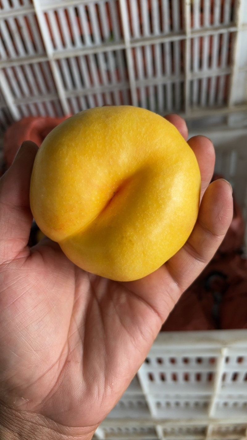 油7蒙阴油盘桃