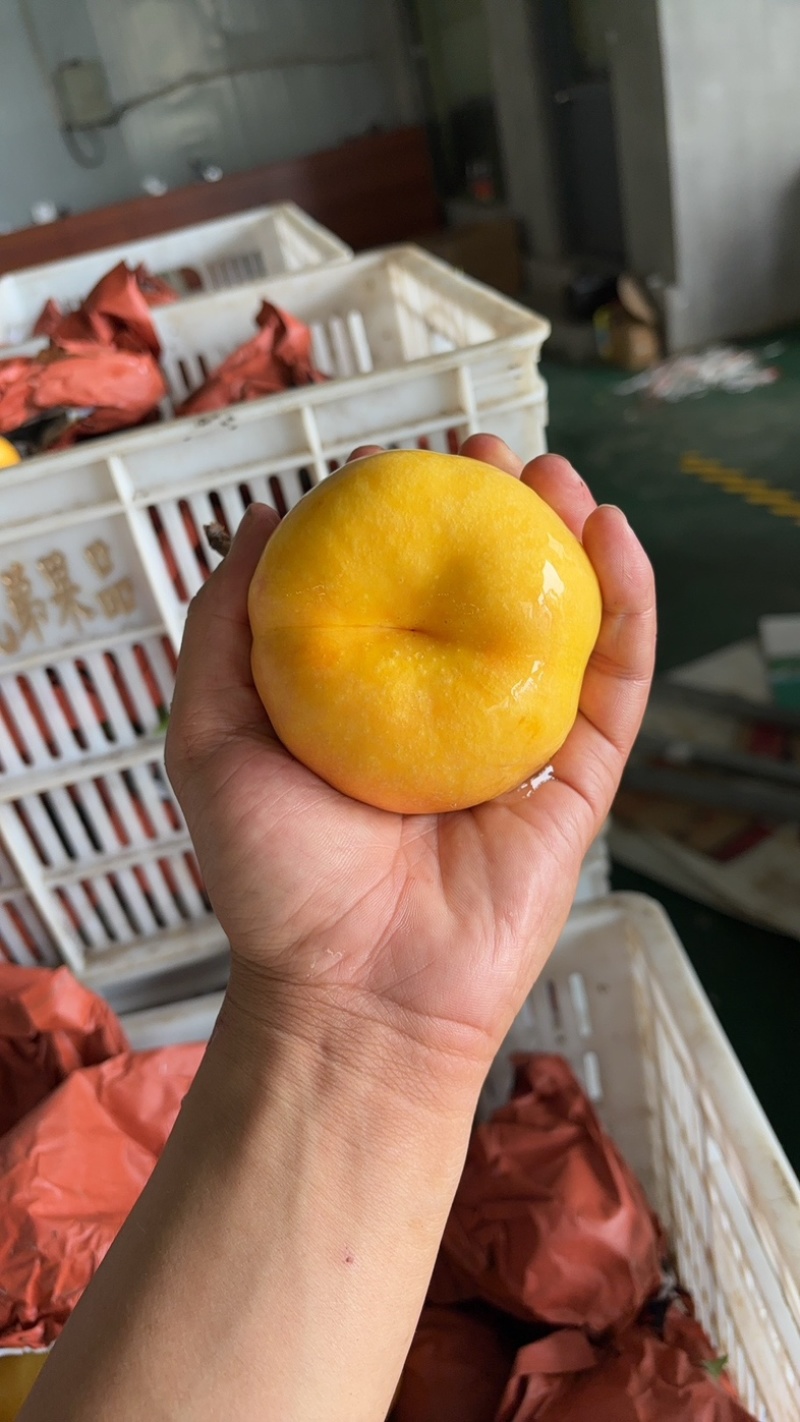 油7蒙阴油盘桃