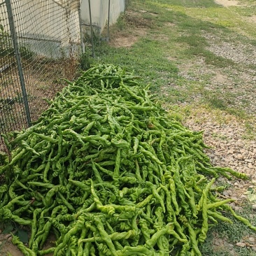 螺丝椒