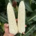 糯玉米