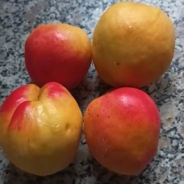 红梅杏凯特杏