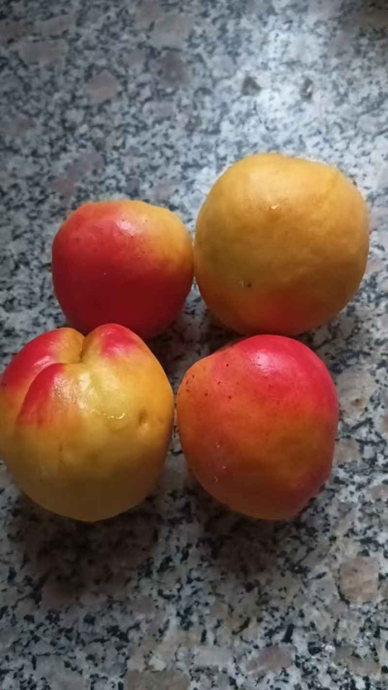 宁夏红梅杏凯特杏