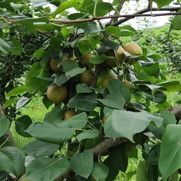 翠冠梨湖北黄冈蕲春